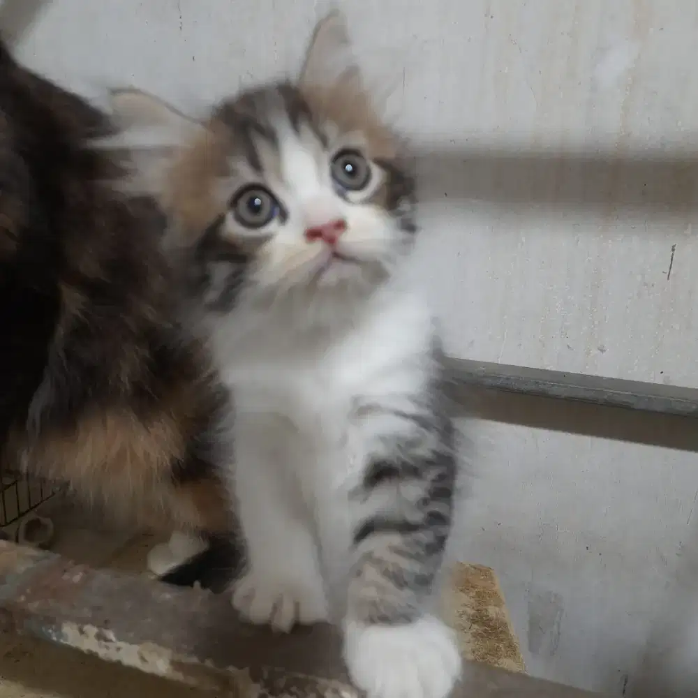 Persia Kitten 2bln