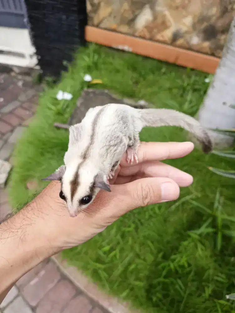 Sugar glider platinum jantan 2 bulan