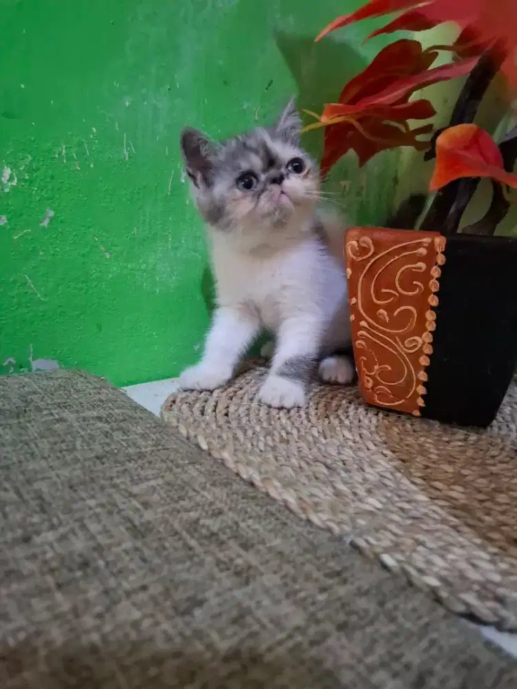 Kucing persia exotic