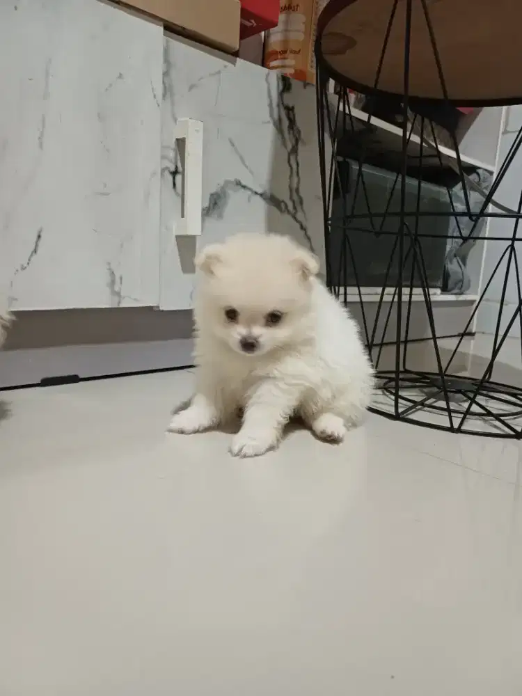 Minipom non stbm jantan & betina