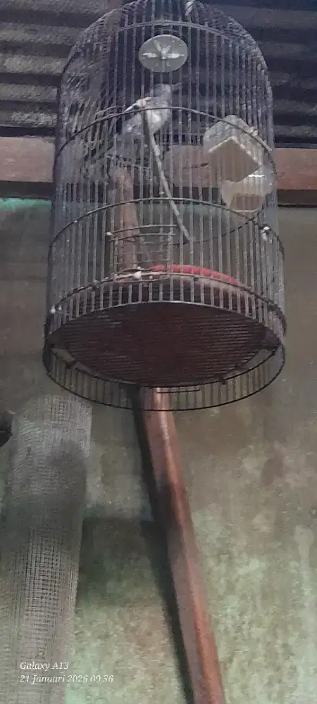 Kacer betina induk prestasi