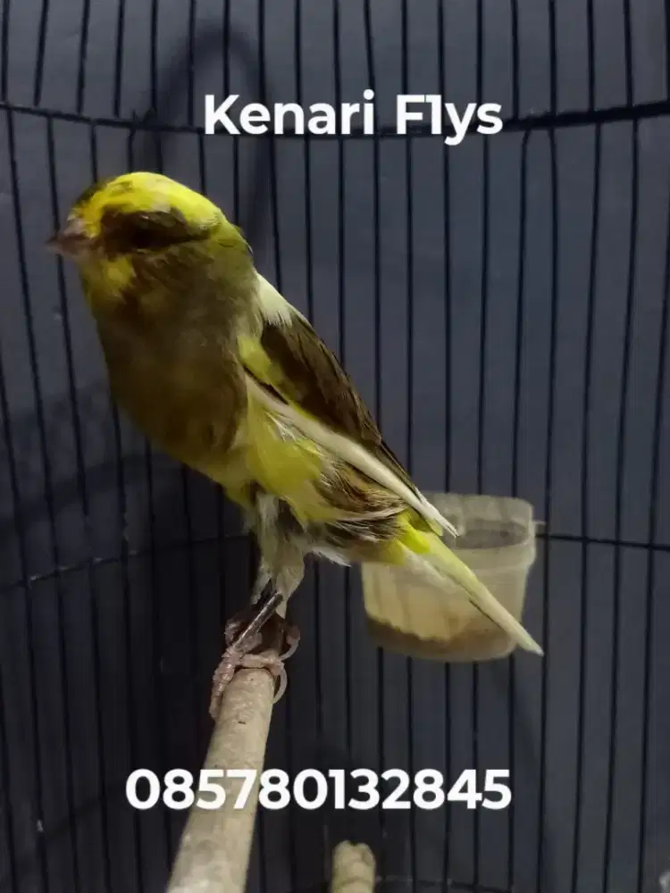 Kenari F1 ys dan Rasmi BB