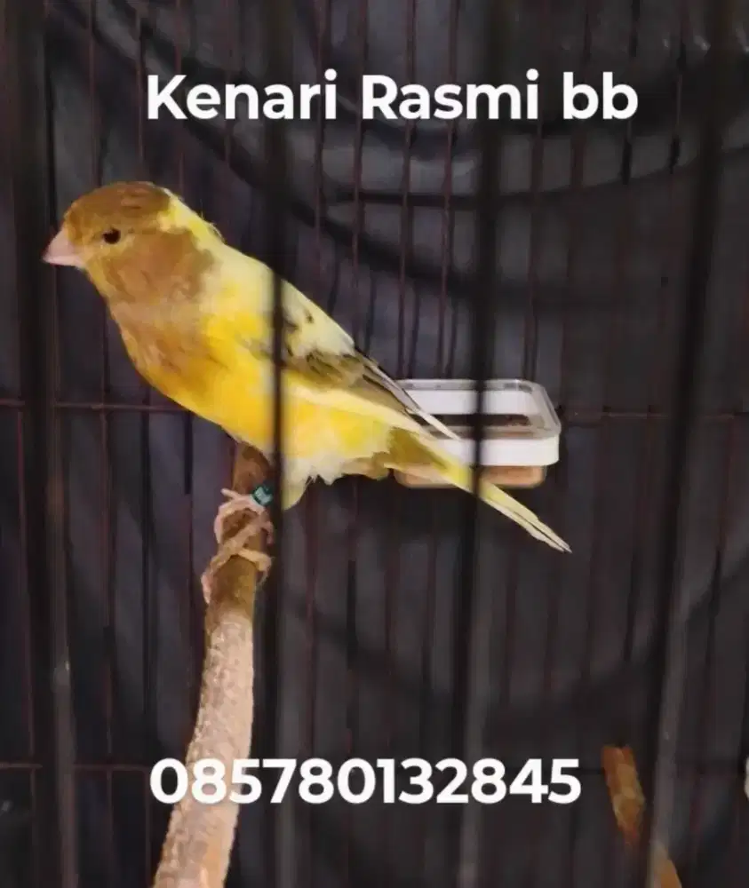 Kenari Rasmi BB
