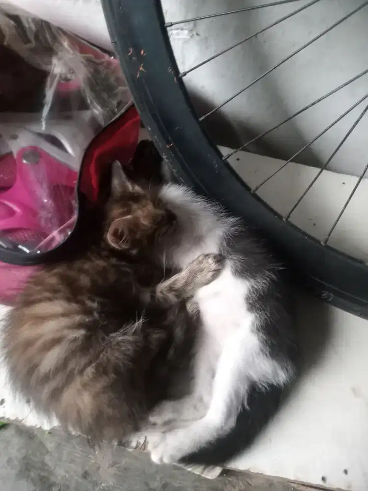 Yang mau adopsi silahkan