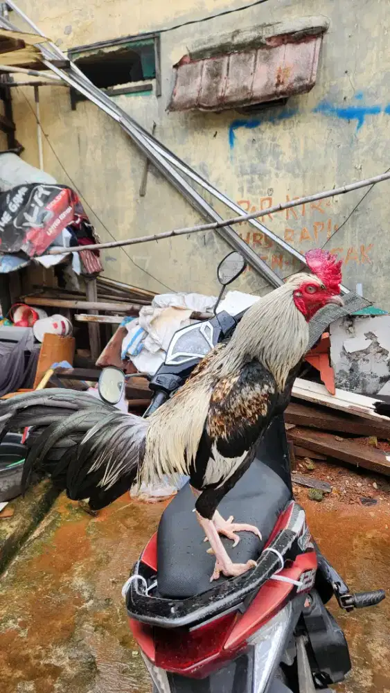 Ayam Bangkok Pukul Gancang
