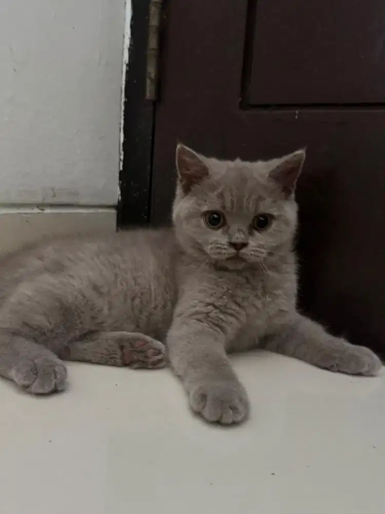 BSH betina 4bln silver