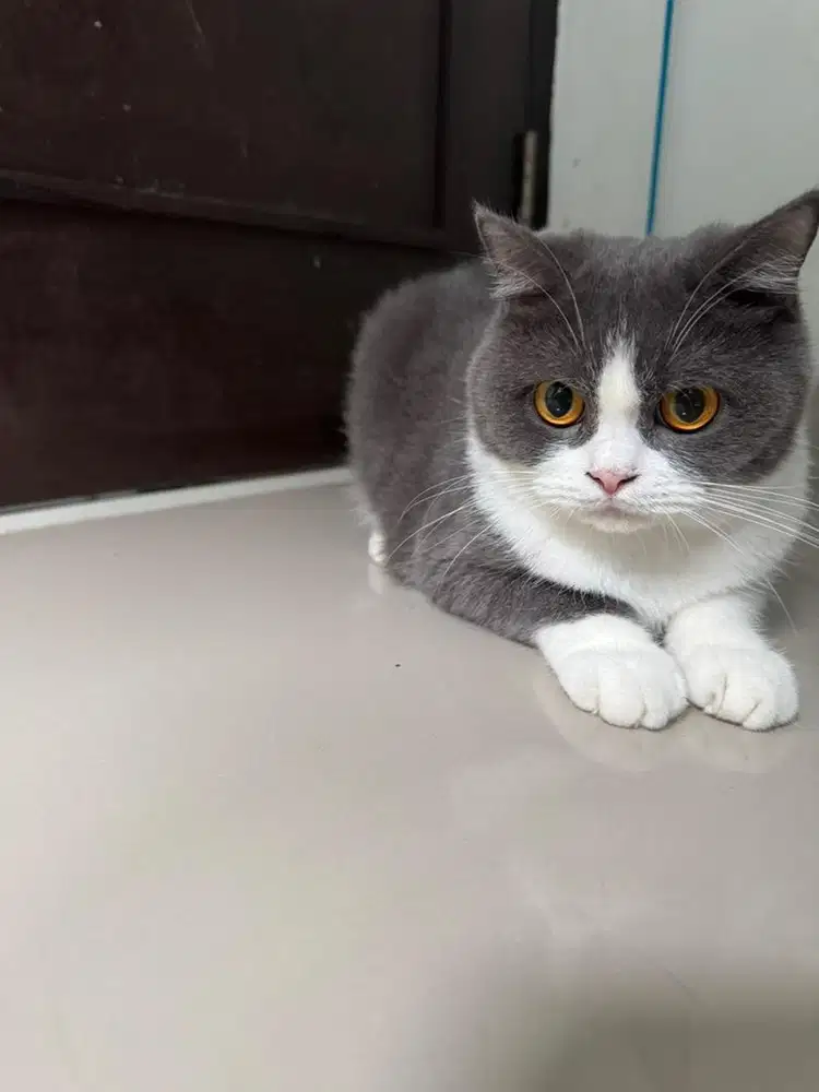 BSH bicolour betina 1,5bln