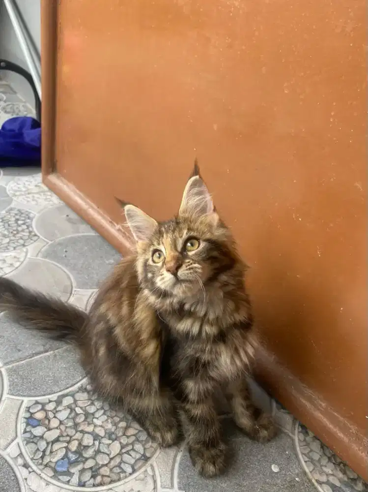 Kucing Mainecoon Pure