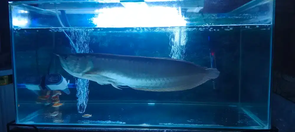 Arwana Silver Red (Nego)