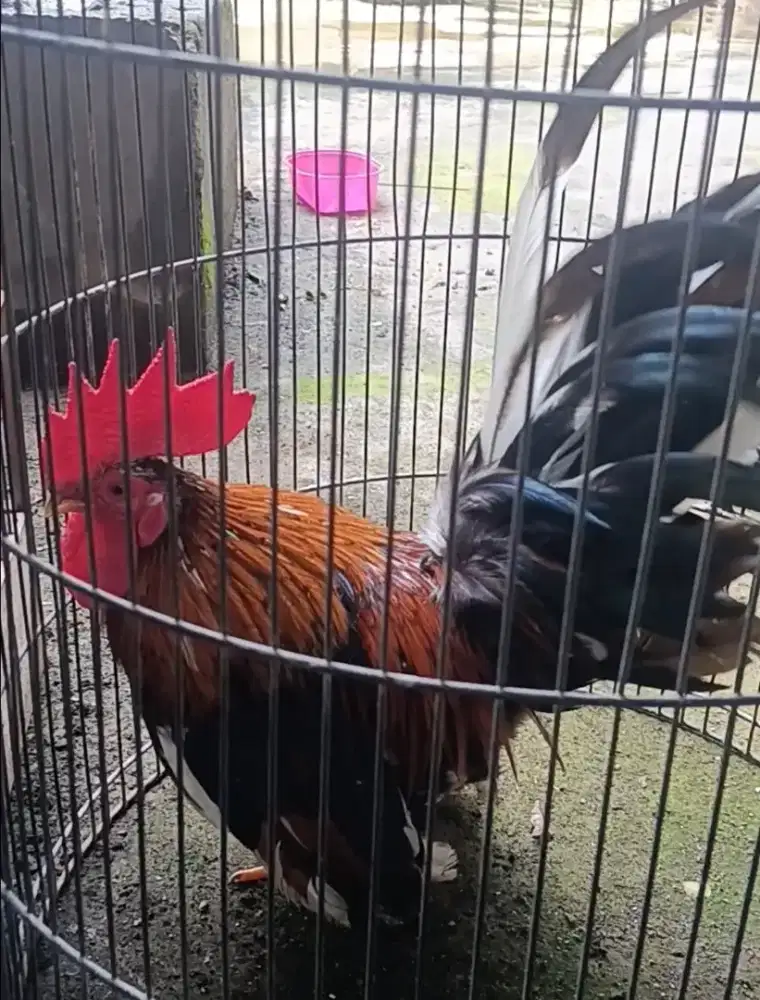 ayam kate jantan 2 ekor