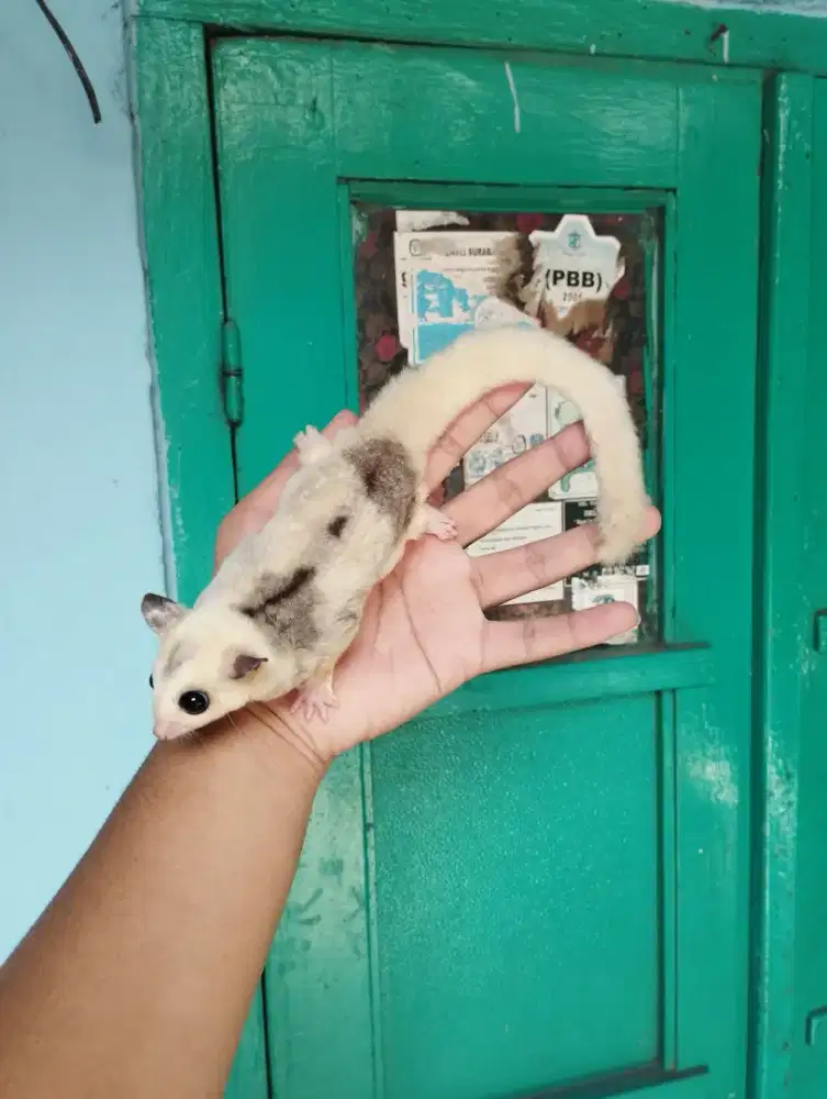Sugar Glider Ruby Leucistic (Mata Merah) Betina