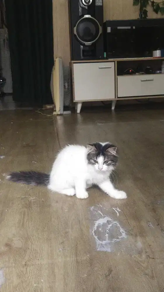 Kitten anggora Persia campur mencon