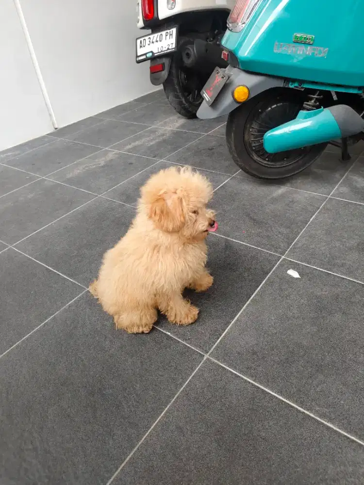 Di jual anjing poodle usia 5 bulan lincah dan lucu tdk stambom