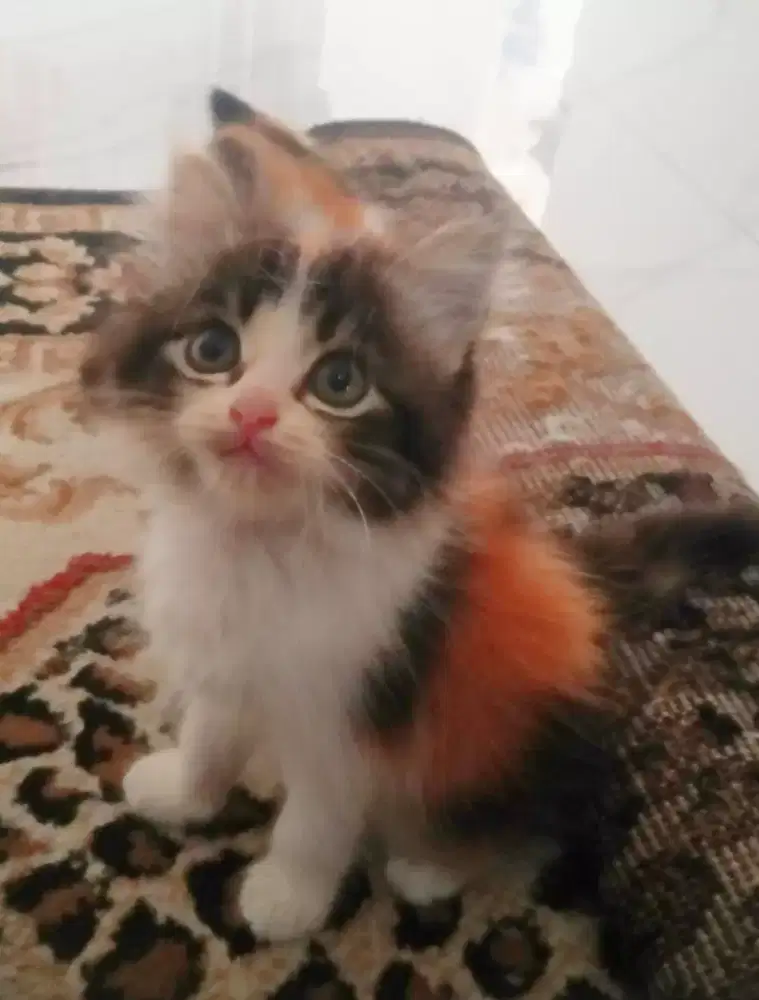 Kitten persia mix flat longhair calico aktif sehat bersih rampus