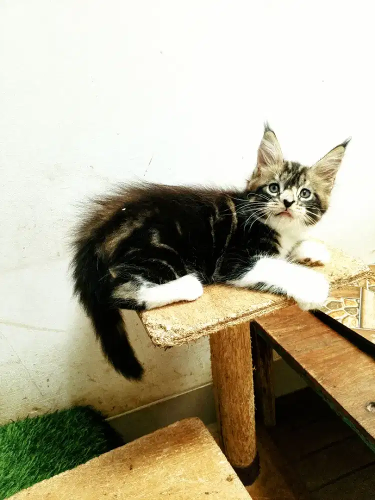 Kitten Mainecoon Betina Pure Bkn Mix. Garansi