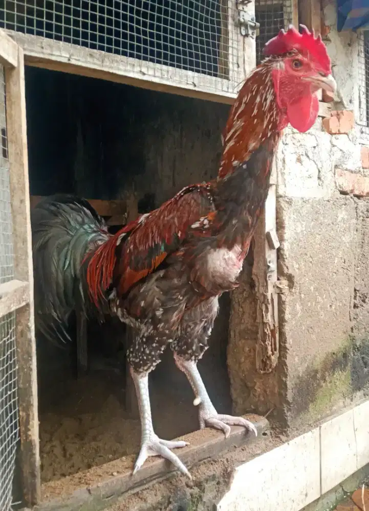 AYAM PELUNG JUMBO