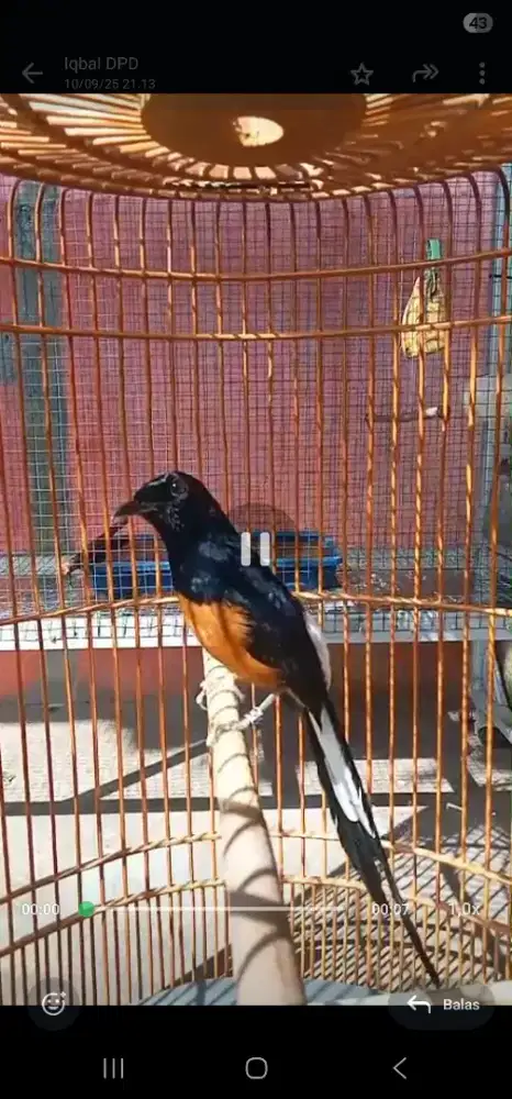 Murai Batu Medan Fullset