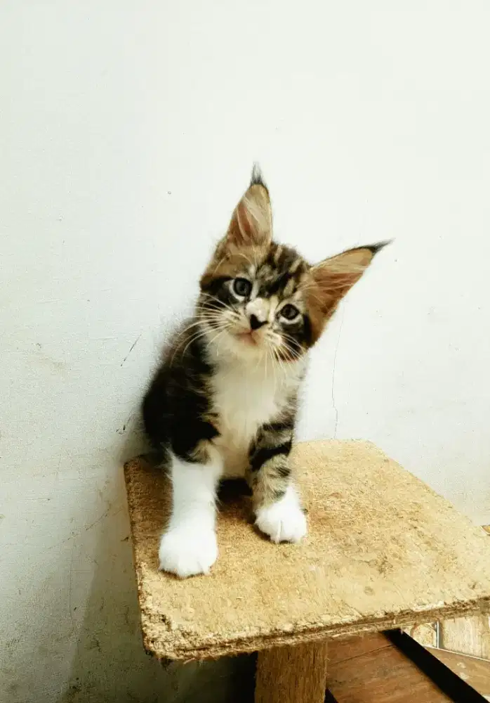 Kitten mainecoon betina pure no mix. Garansi