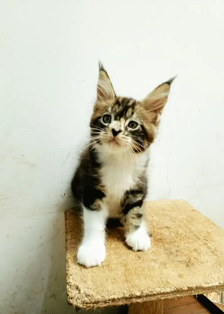 Kitten mainecoon betina pure bkn mix. Garansi