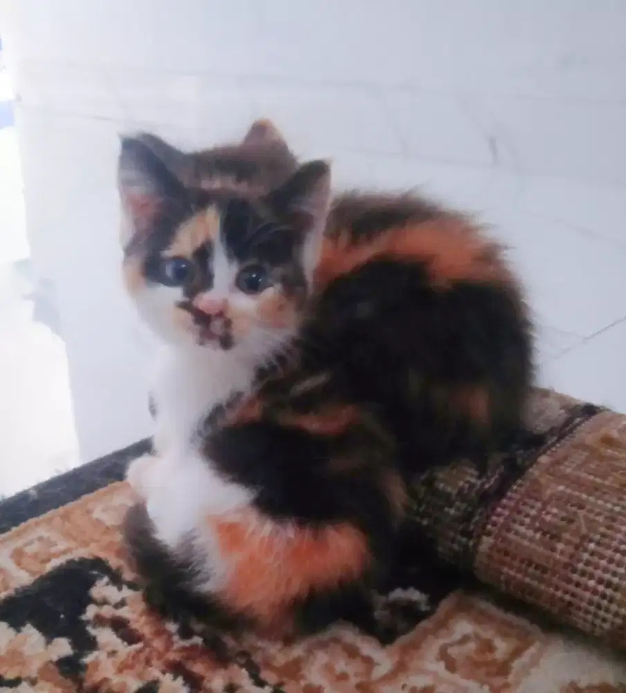 Kitten persia medium bulu karpet calico aktif main gembul
