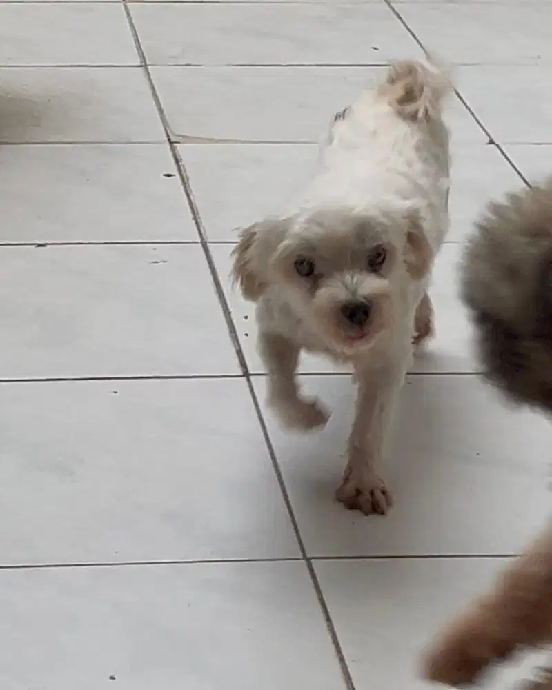 Open adopt Maltese jantan