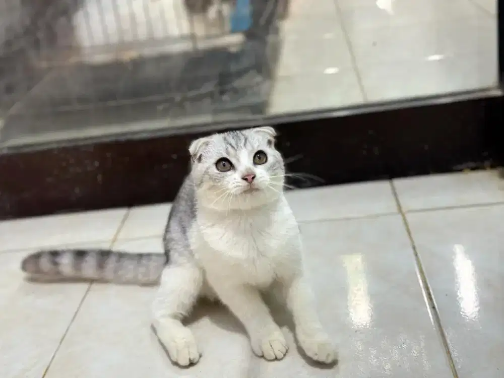 scottish fold jantan 4 bulan
