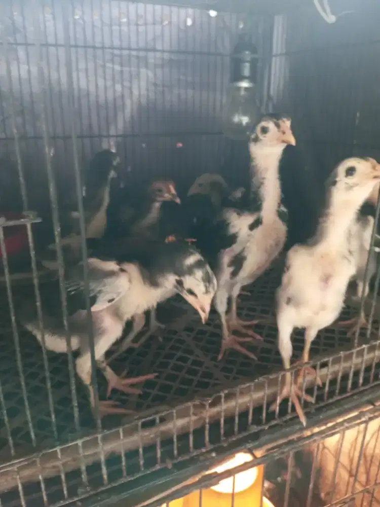 Anakan ayam bangkok x pakhoy.