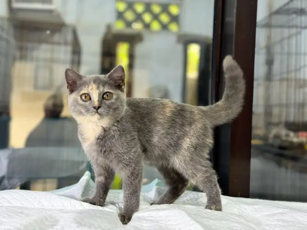 BSH betina murah umur 3,5 bulan