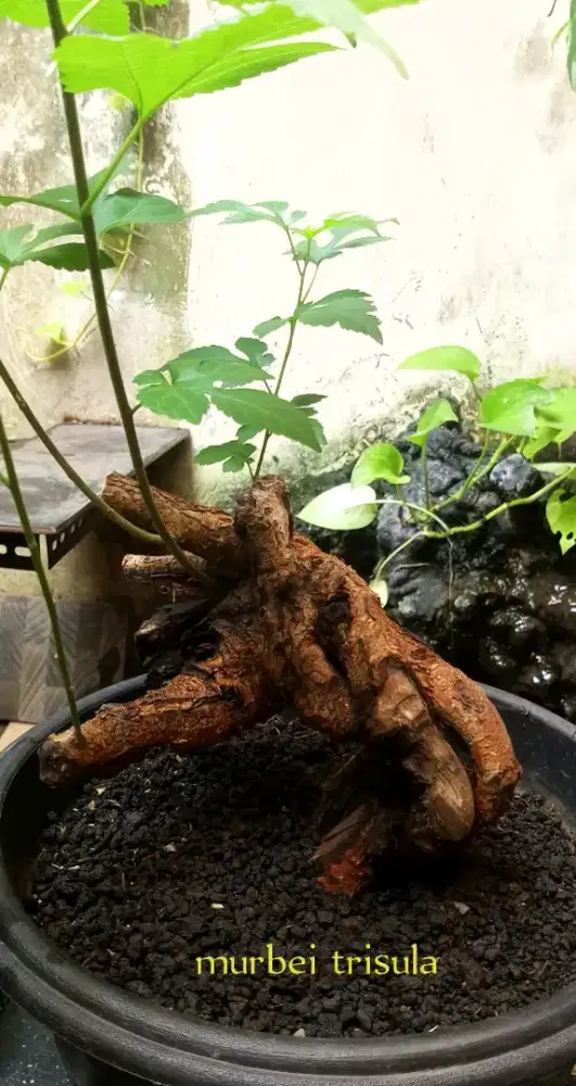 Bonsai murbei fosilan