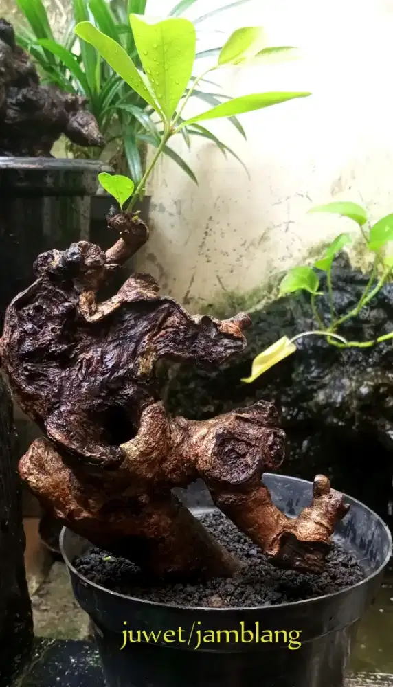 Bonsai jamblang/juwet