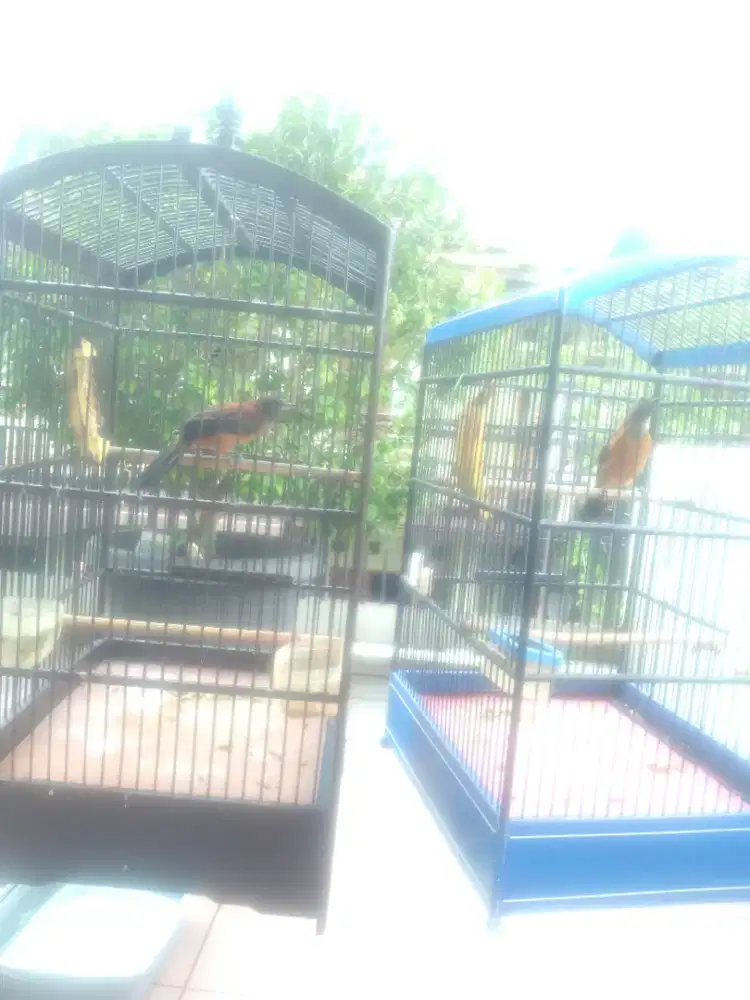 Burung cucak papua Pitohui