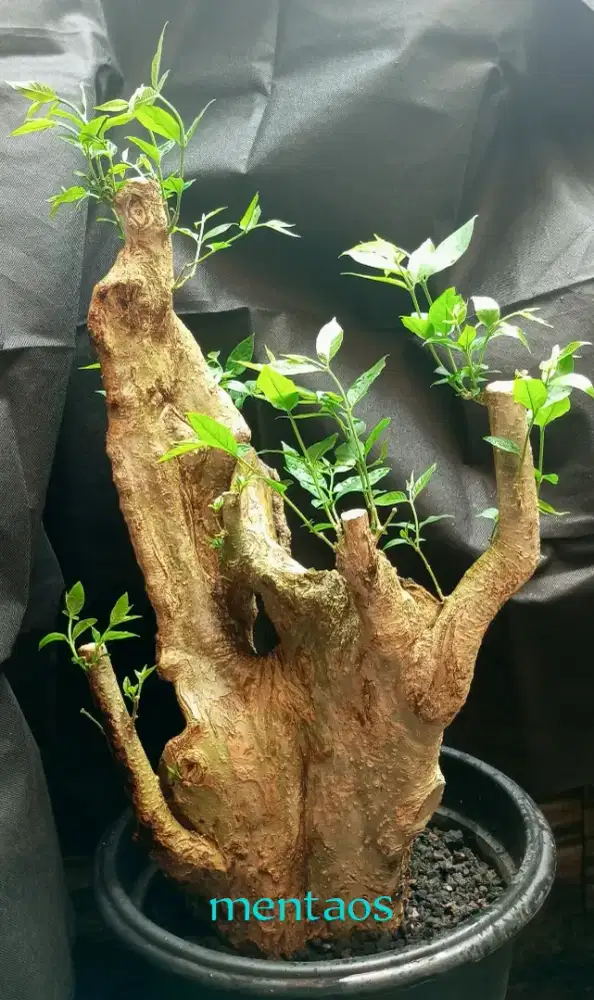 Bonsai mentaos fosilan