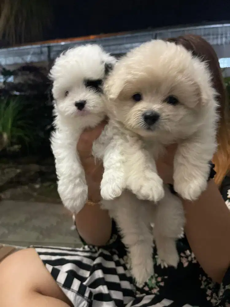 pomapoo cream dan parti