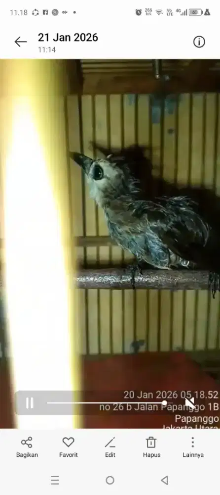 Burung manyar, trucuk,berkutut