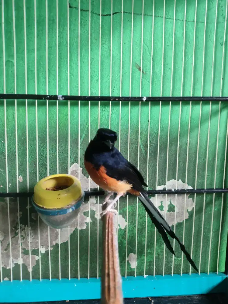 Murai batu ternakan non ring