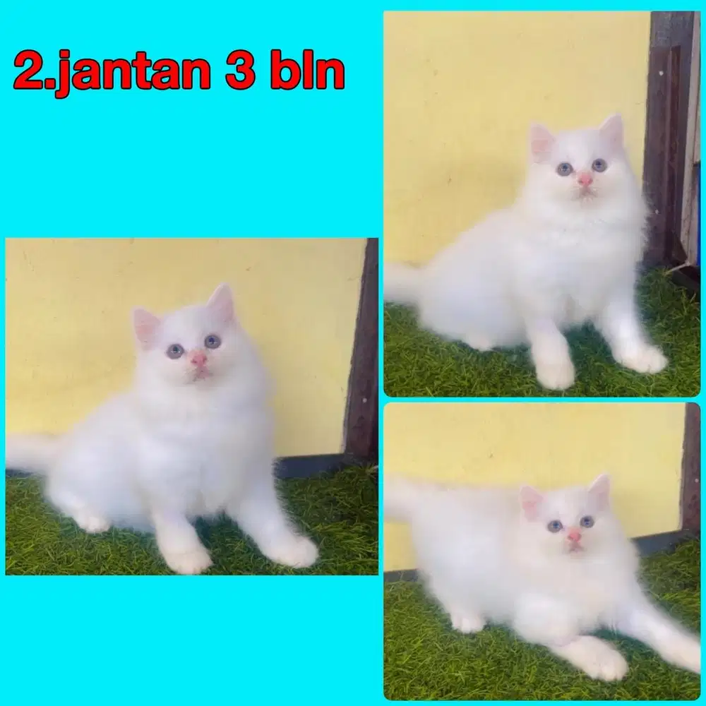 Kucing kitten ras persia jantan 3 bln