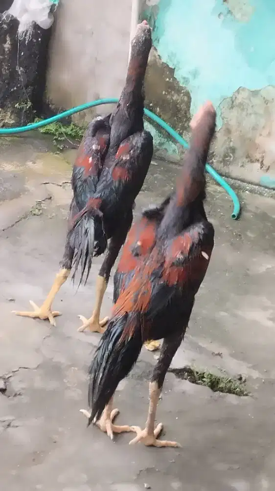 Jual ayam bangkok muda