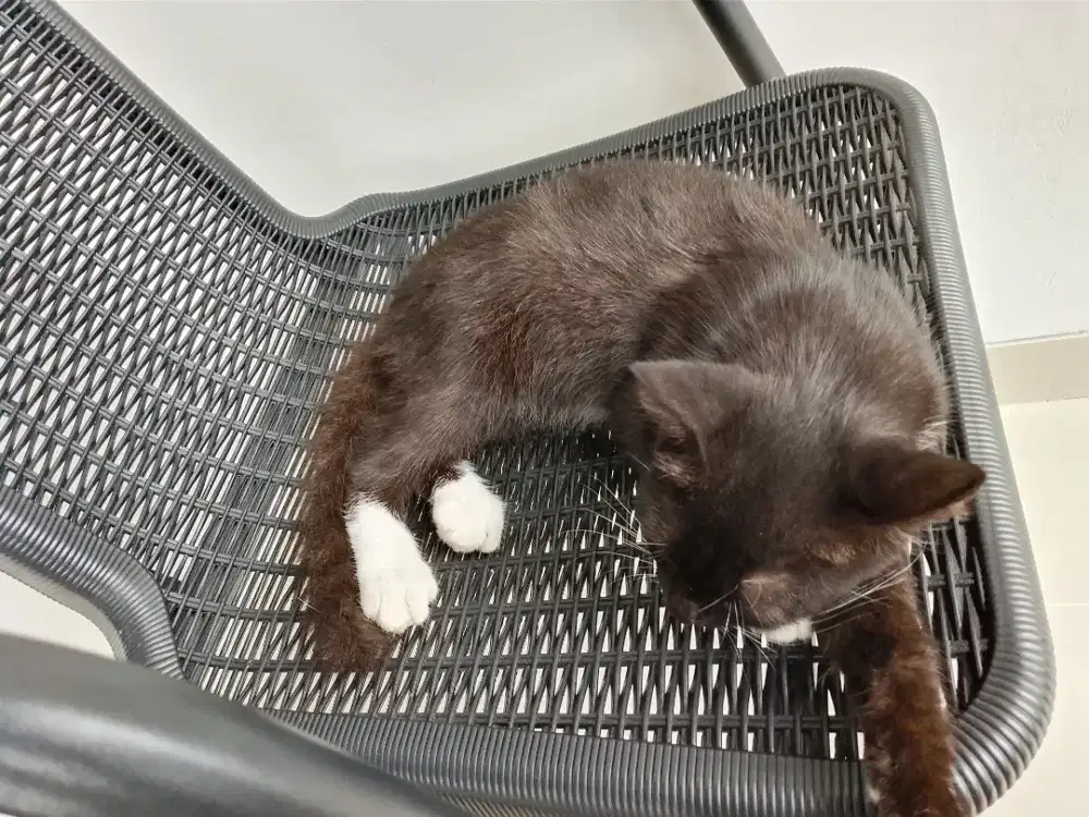 Free adopsi kucing jantan