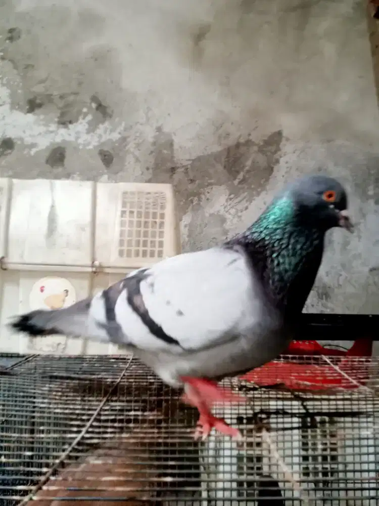 Burung dara pasangan