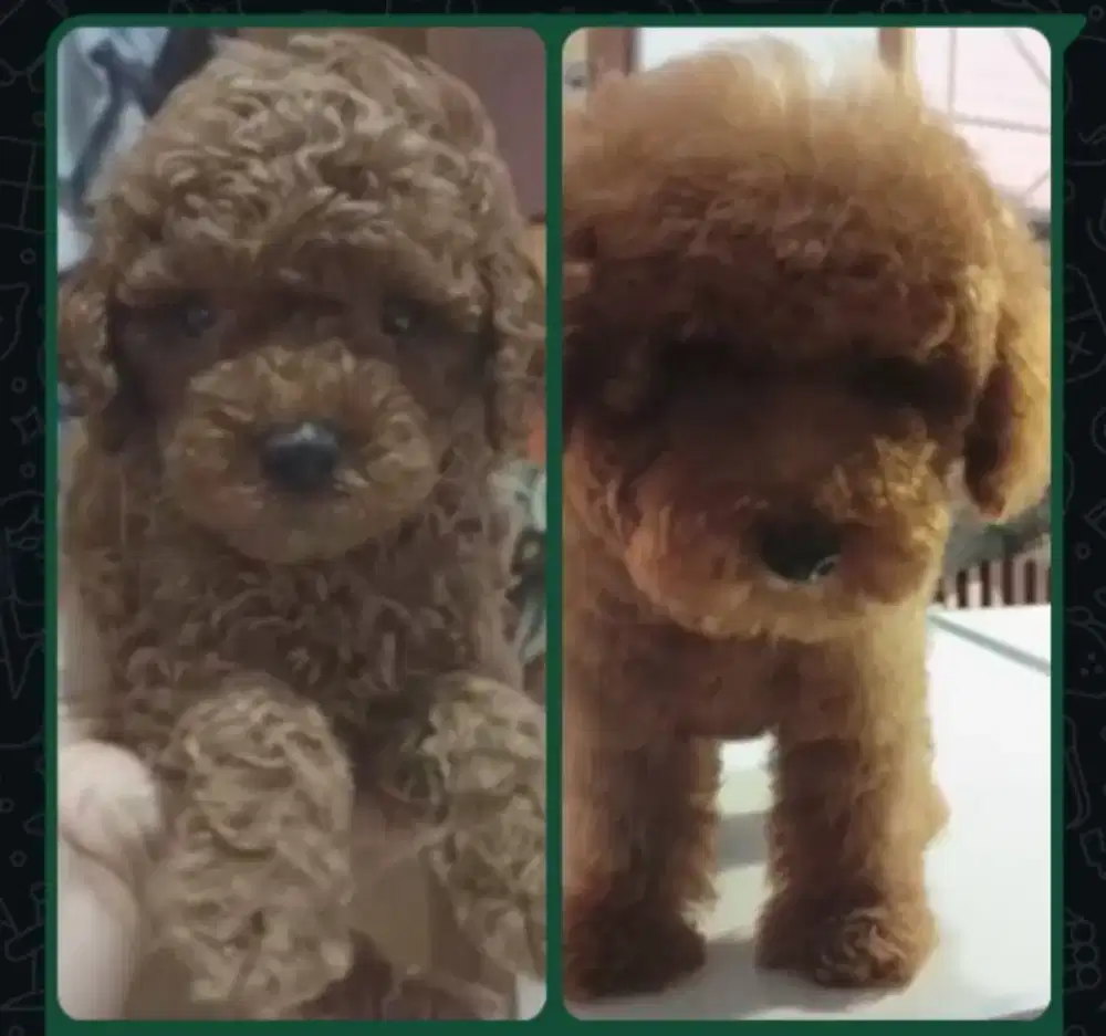 Poodle betina vaksin