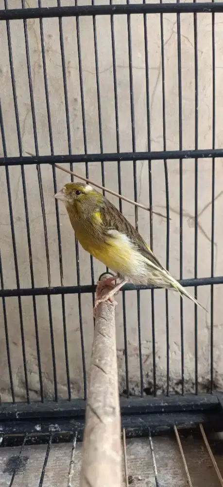 Burung kenari betina