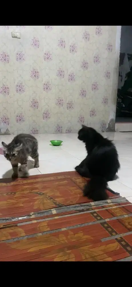 Lepas adopsi sepasang