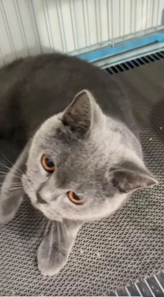 British short hair BSH Betina Pure Ped  Pedigree WCF