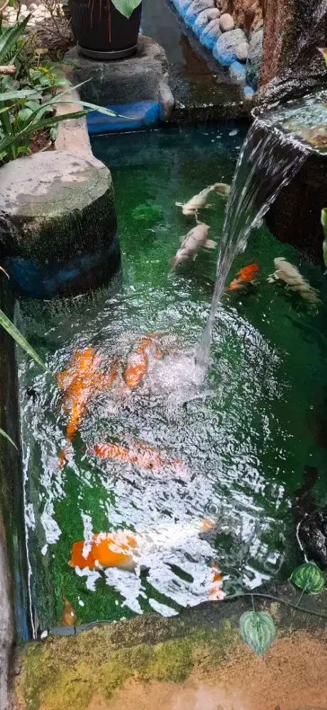 Jual ikan koi borongan(+-10 ekor)