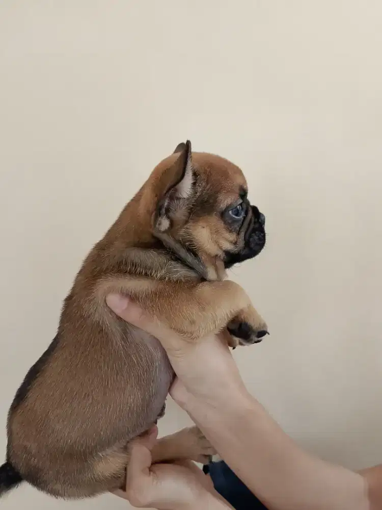 French bulldog / frenchie jantan non stb