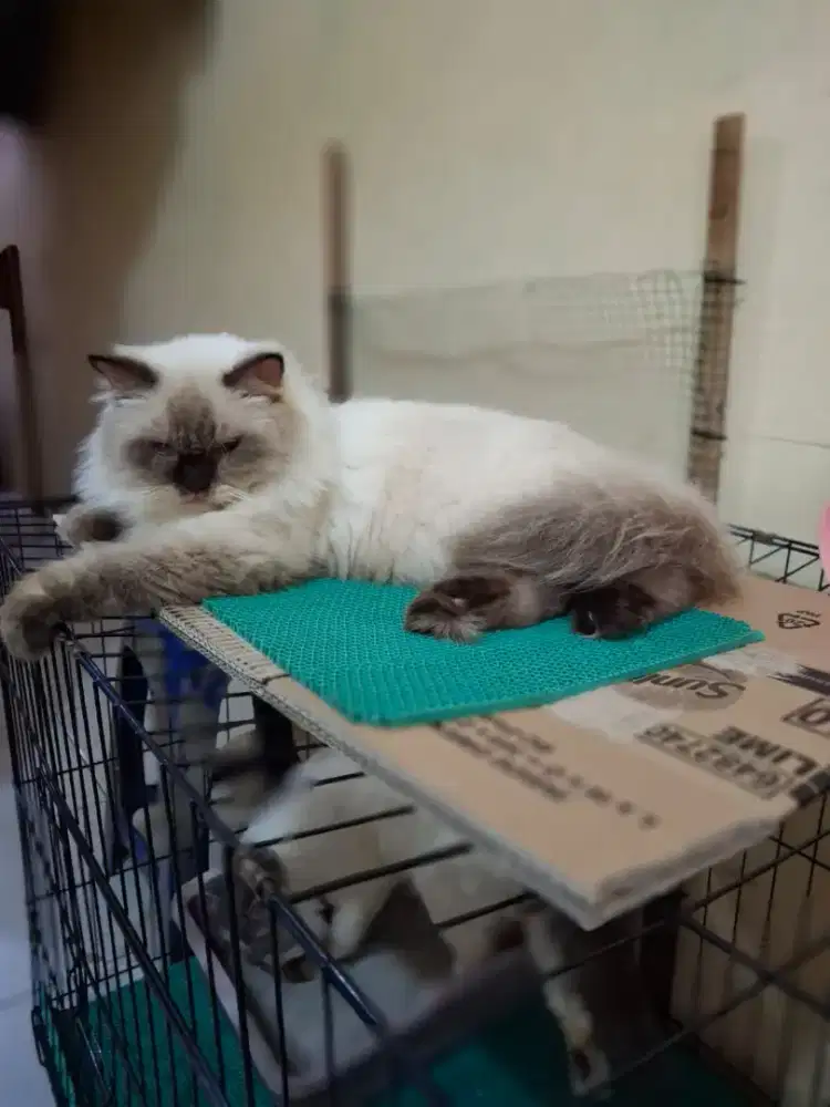 Lepas Adopsi Indukan Hamil Tua Himalaya