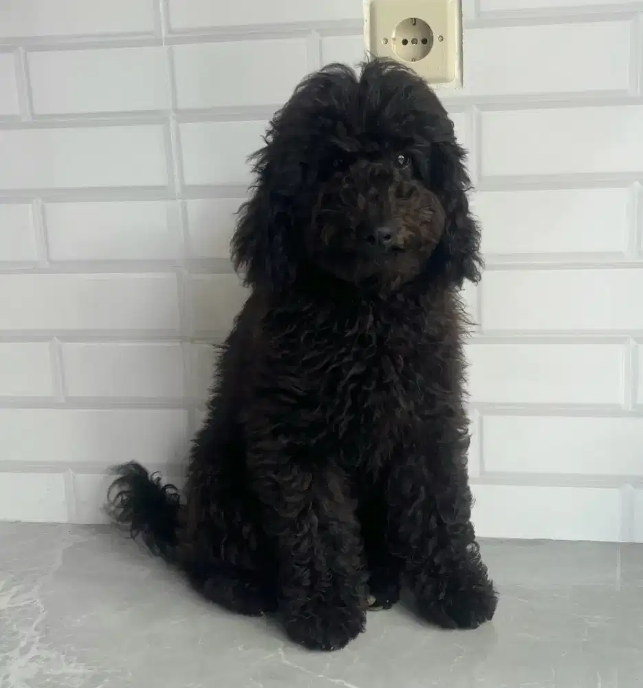 Poodle jantan hitam