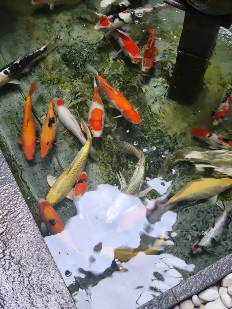 Ikan Koi bagus campur import borongan 1 kolam