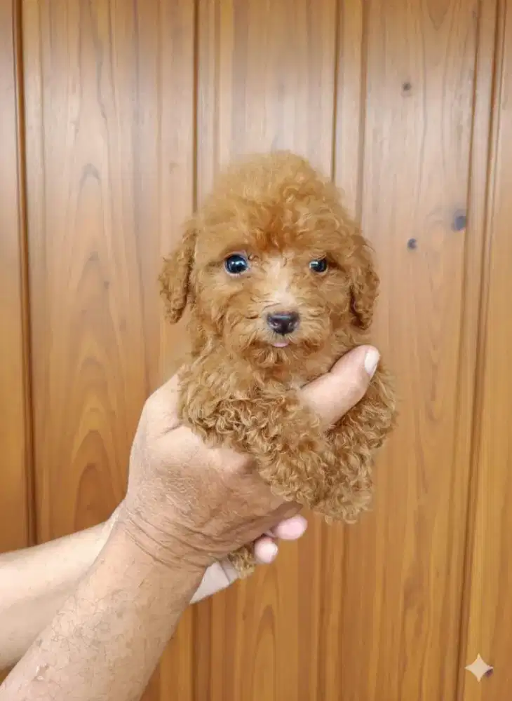 Tiny poodle red