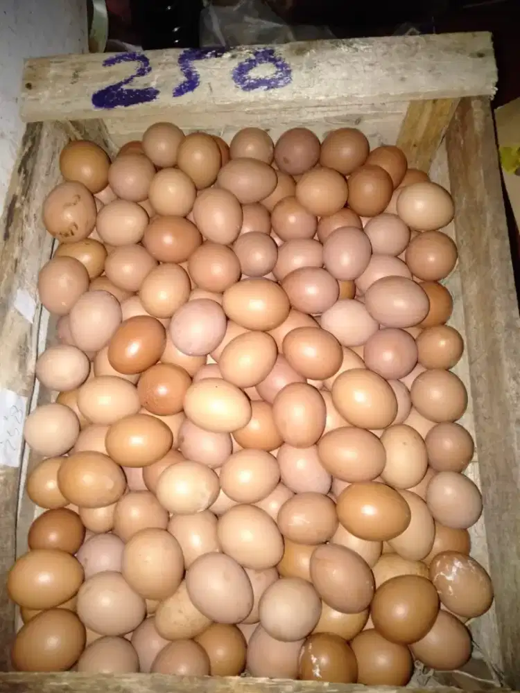 Telor Omega Murah berkualitas